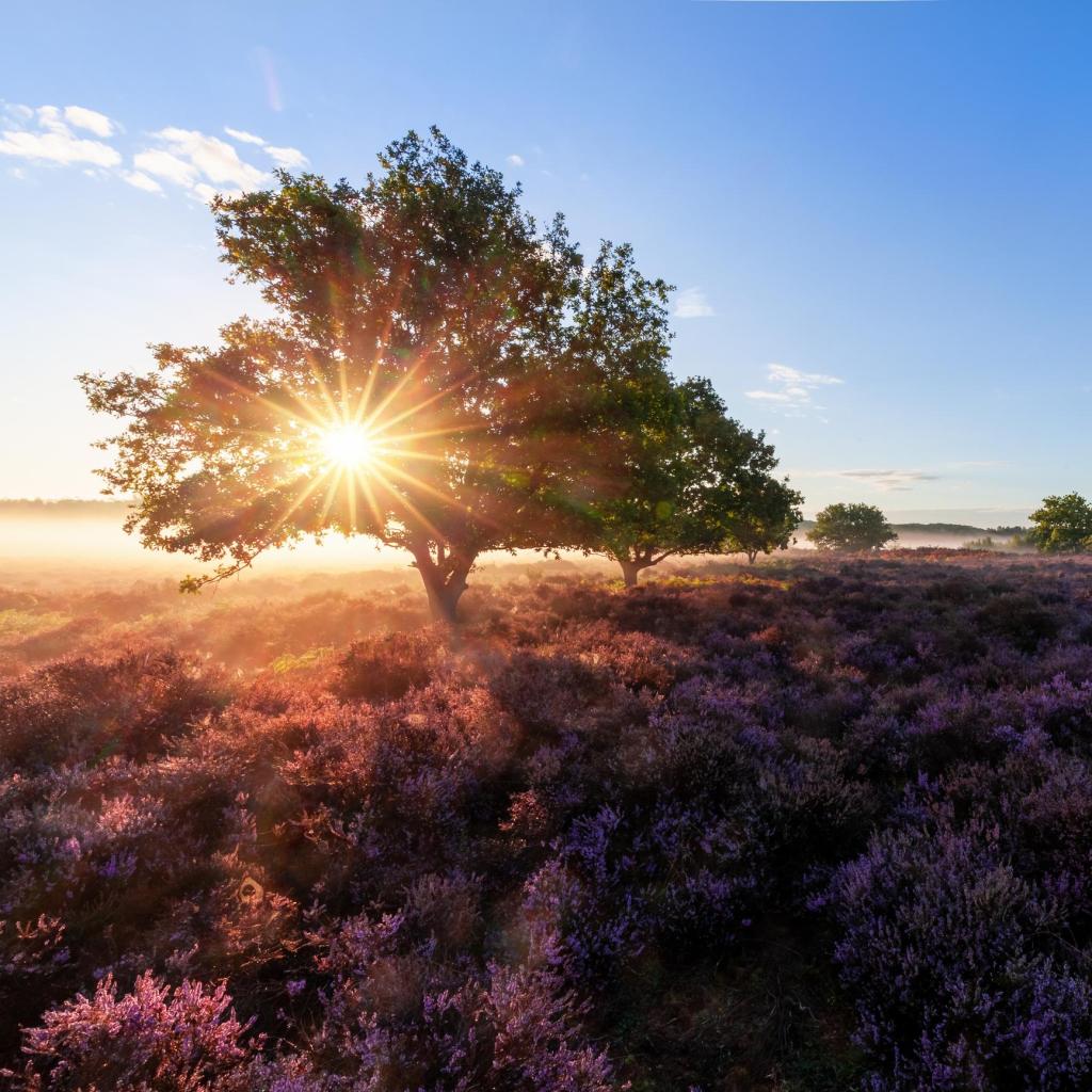 Peaceful sunrise over field with sun shining through a tree symbolizing hope and healing